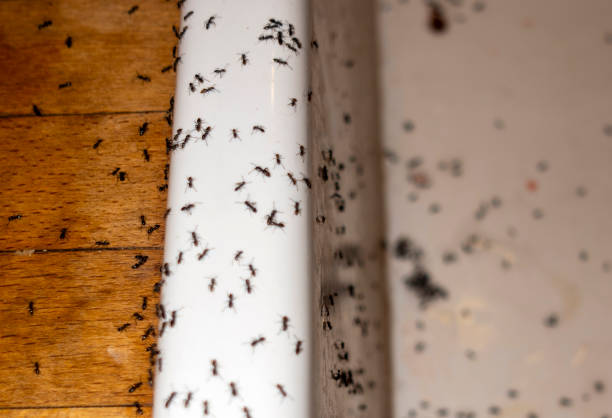Flea Control Services in Greenfield, IL